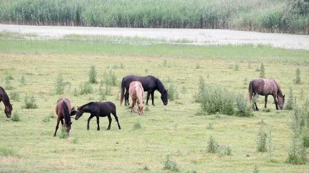 Paarden op de weide — Stockvideo