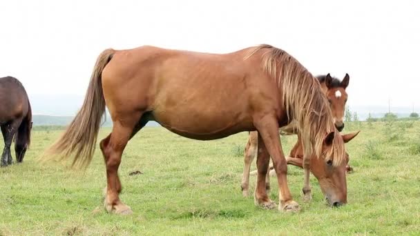 Paarden en veulens op de weide — Stockvideo