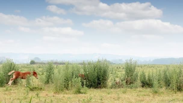 Fohlen laufen auf dem Feld — Stockvideo