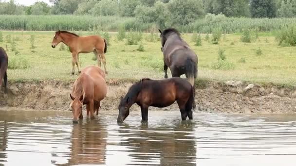 Hästarna vatten längs floden — Stockvideo