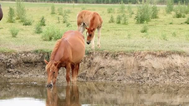 馬と子馬川 — ストック動画