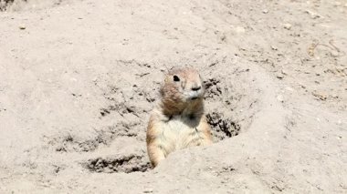 Çayır köpeği'ni deliğinden izliyor