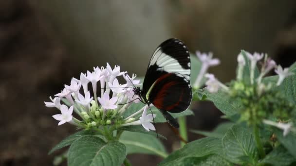 Mariposa en flor — Vídeos de Stock