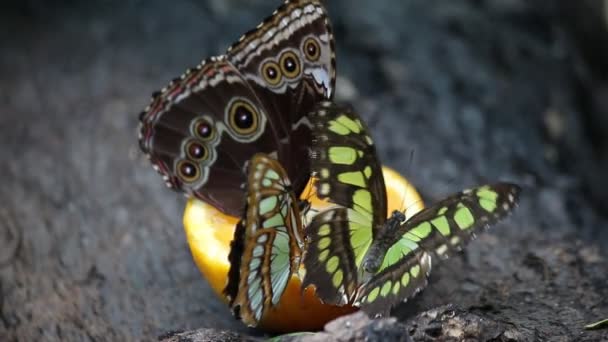 Mariposas alimentándose con jugo de naranja — Vídeo de stock