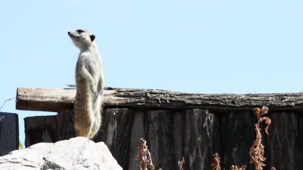 Meerkat sur la montre — Video