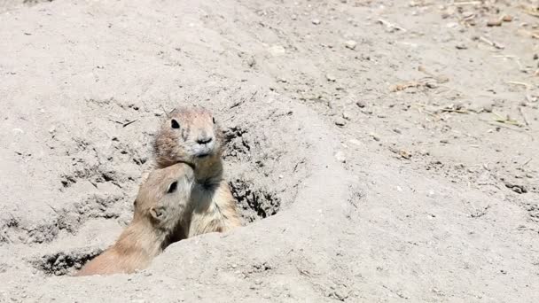 Prairie dogs — Stock Video