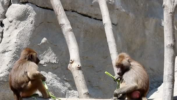 Два бабуина едят еду. — стоковое видео