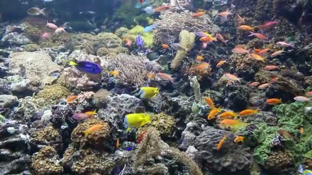 Peces tropicales nadando en los arrecifes de coral — Vídeo de stock