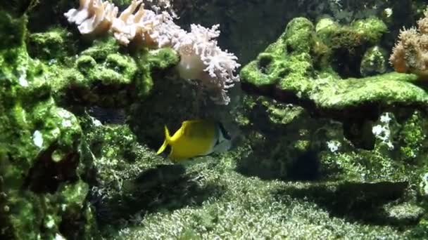 Peces tropicales en el arrecife de coral — Vídeo de stock