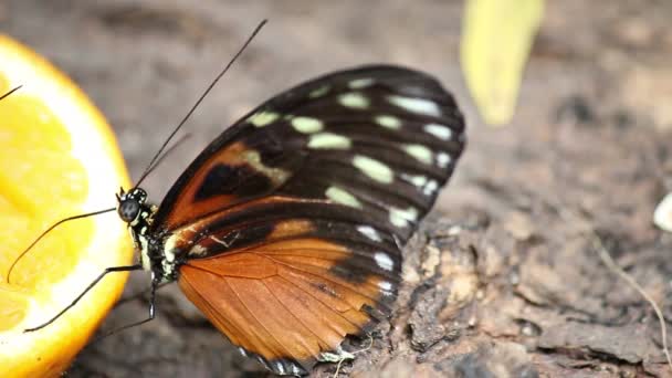 Butterfly utfodring med apelsinjuice på nära håll — Stockvideo