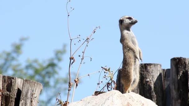 Meerkat observando a los depredadores — Vídeos de Stock