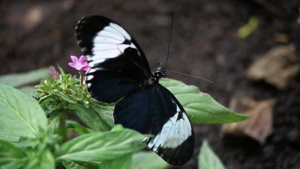 motýl na květině zblízka