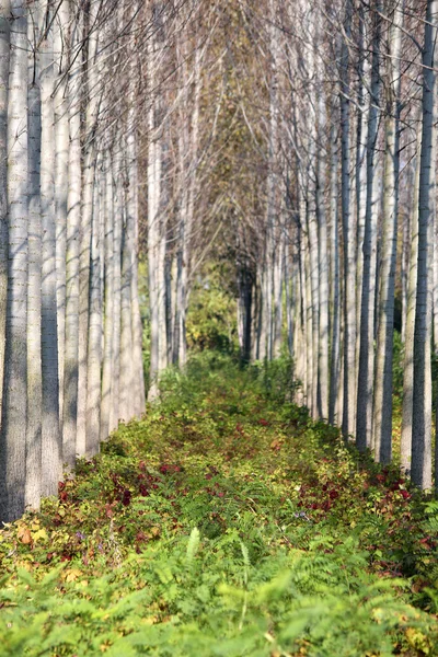 Árboles y follaje en un bosque —  Fotos de Stock