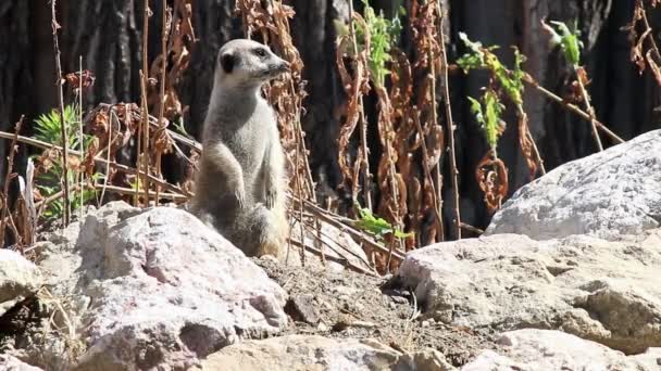 Meerkat. — Vídeo de Stock