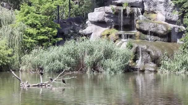 Озеро з бакланними птахами і водоспадом — стокове відео