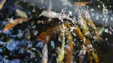 altın balık ve portre Yüzme carp