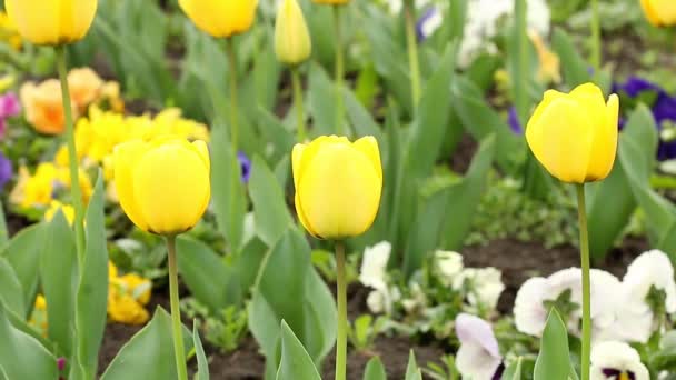 Temporada de primavera flor tulipa amarela — Vídeo de Stock