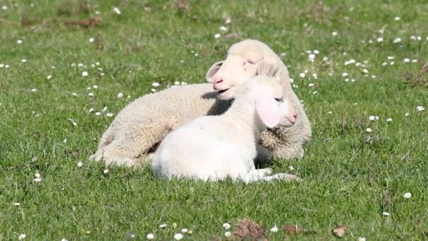 Zwei weiße Lämmer Frühlingszeit — Stockvideo