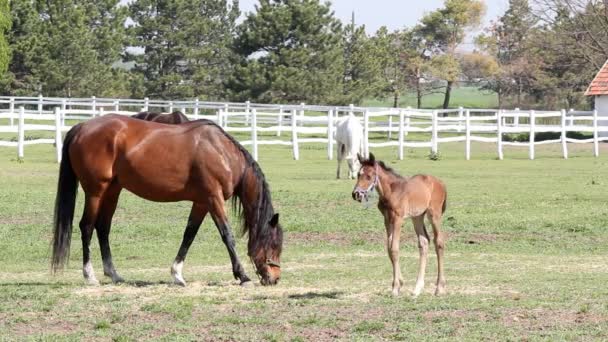 Άλογα και foal σε αγρόκτημα — Αρχείο Βίντεο