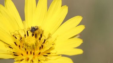 Arı sarı dandelion doğal zemin üzerine