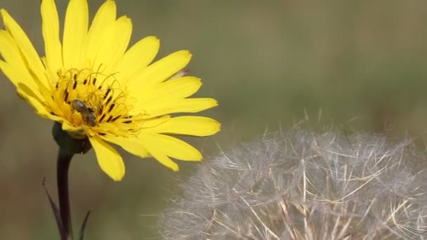 Diente de león temporada otoño — Vídeo de stock