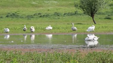 Nehri üzerinde beyaz kuğu sürüsü