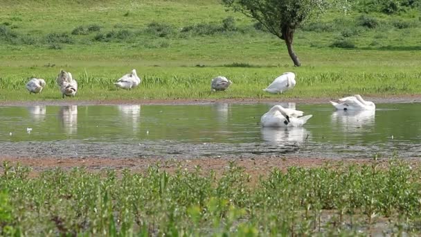 Vit svan natur natur — Stockvideo