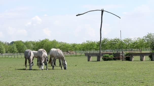 Chevaux sur pâturage paysage rural — Video