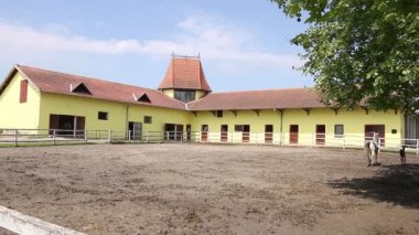 lipizzaner 말과 새끼 목장에서 실행