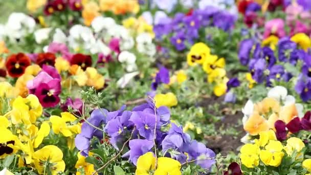 Pansy coloré fleur jardin nature fond — Video