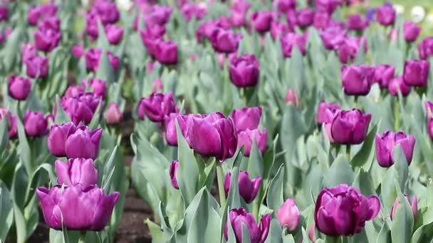 Lila tulip flower natur bakgrund — Stockvideo