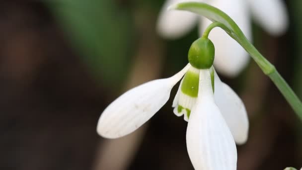 Snowdrop close up spring season — Stock Video