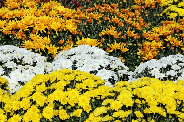 Giallo e bianco crisantemo fiore stagione autunnale — Foto Stock