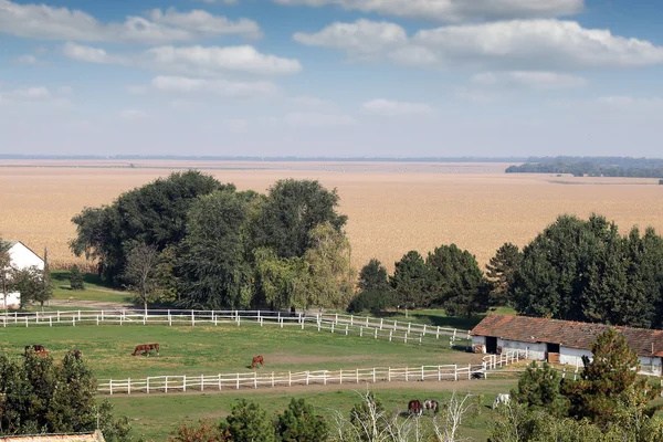 Horses in corral on farm landscape — Stock Photo, Image