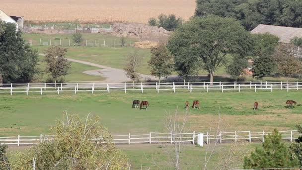 Terras agrícolas paisagem cavalos no curral — Vídeo de Stock