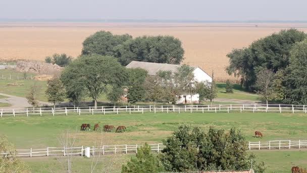 Kudde van paarden in corral landbouwgrond landschap — Stockvideo