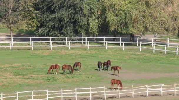 Troupeau de chevaux en corral sur ranch 