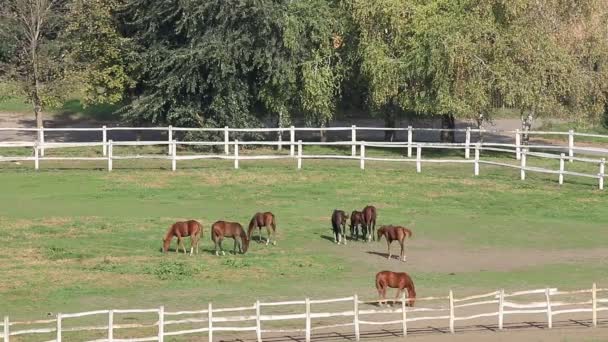 Kudde van paarden in corral op ranch — Stockvideo