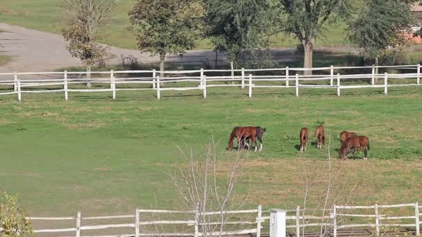 Kudde van paarden in corral — Stockvideo