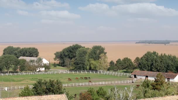 Paarden op boerderij rurale landschap — Stockvideo