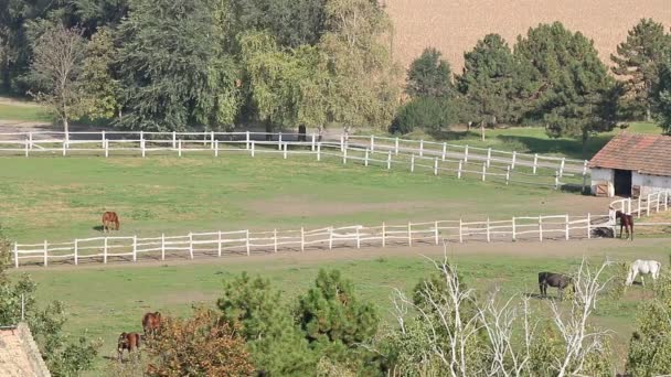 chevaux à la ferme vue aérienne 