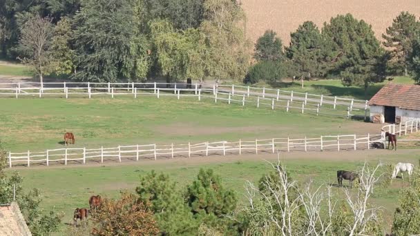 Caballos en la granja vista aérea — Vídeos de Stock