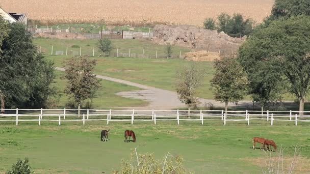 马在牧场农田景观 — 图库视频影像