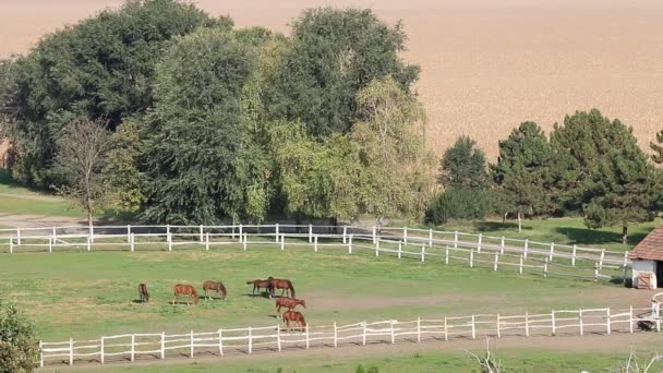 Pferde auf der Ranch Luftaufnahme — Stockvideo