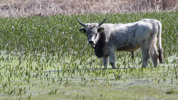 Taureau debout dans l'eau — Video