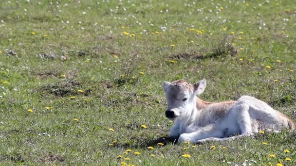 Calf lying on pasture — Stock Video