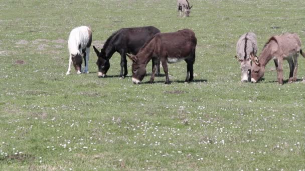 Burros en los pastos — Vídeos de Stock