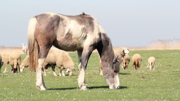 Scène de la ferme de pâturage de chevaux et moutons 