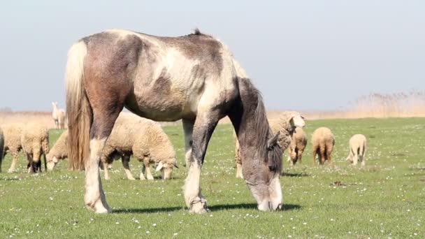 Caballo y ovejas pastoreo escena granja — Vídeo de stock