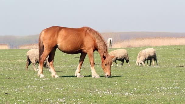 Cavalo e ovelhas em pasto — Vídeo de Stock